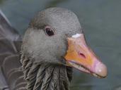 bean-goose-feathered-animal-329434.jpg