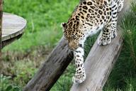 leopard-big-cat-spots-nature-1666917.jpg