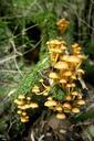 fungi-mushrooms-nature-276461.jpg