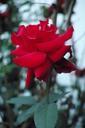 red-roses-bush-flower-floral-659956.jpg