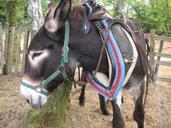 donkey-animal-ass-mule-collar-233030.jpg