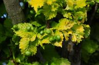 tree-gold-elm-smith-deciduous-tree-807219.jpg