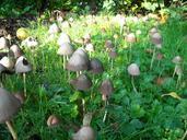 mushrooms-fungi-nature-green-951309.jpg