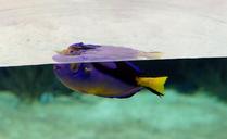 aquarium-fish-underwater-world-1520459.jpg