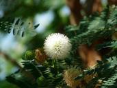 acacia-flowers-blossom-bloom-white-73865.jpg