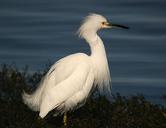 EGRET,_SNOWY_1-12-06_morro_bay,_slo_co,_ca.jpg