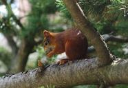 squirrel-animal-tree-mammal-nature-383665.jpg