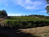 vines-australian-vineyards-950241.jpg