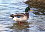 mallard-duck-drake-plumage-lake-459584.jpg