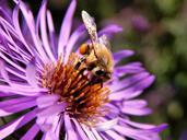 bee-pollen-macro-insect-flower-454132.jpg