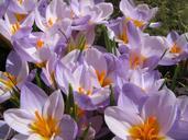 crocus-spring-lavender-flower-939957.jpg