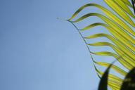 coconut-tree-leaf-sky-blue-874187.jpg