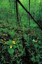 Yellow orchid blossoms among ferns in forest.jpg