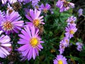 bee-flower-autumn-nature-insect-473965.jpg