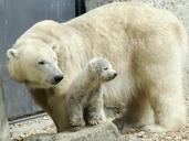 polar-bear-female-cub-animal-560339.jpg