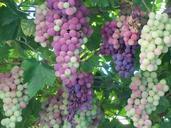 grapes-fruit-wine-sweet-ripe-vine-291011.jpg