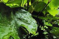 water-drops-leaves-nature-vine-165970.jpg