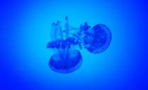 medusas-water-jellyfish-underwater-1204157.jpg