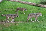 wolf-wolves-predator-carnivores-1682753.jpg