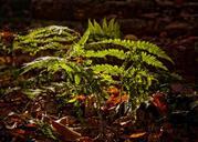 fern-forest-plant-green-nature-1032456.jpg