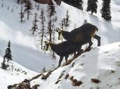 animals-alpine-animals-chamois-gams-1058029.jpg