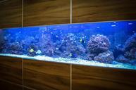 aquarium-fish-water-animals-427948.jpg