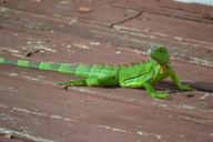 lizard-green-lizard-united-states-621734.jpg