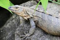 lizard-animals-dragonfly-costa-rica-362364.jpg