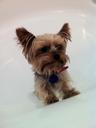 dog-yorkie-terrier-669471.jpg