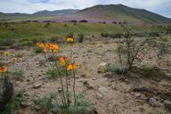 hills-flowering-desert-flowers-960114.jpg