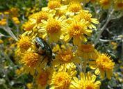 beetle-flower-yellow-close-nature-247037.jpg