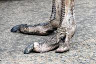 feet-ostrich-bird-nature-animal-908450.jpg