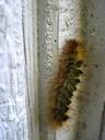 caterpillar-climbing-fuzzy-insect-606259.jpg