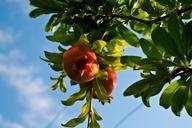 pomegranate-tree-sky-712067.jpg