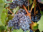 grape-black-red-vineyard-vineyards-1140744.jpg