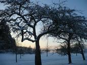 orchard-winter-snow-fruit-tree-997756.jpg