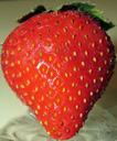 strawberry-fresh-red-tasty-leaves-427567.jpg