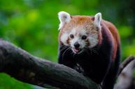 Red Panda (29745040655).jpg