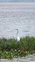 heron-lake-dam-the-meadow-86130.jpg