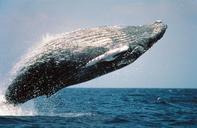 humpback-whale-jumping-breaching-591126.jpg