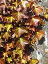 autumn-leaves-log-golden-autumn-194636.jpg