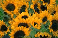 sunflowers-flowers-petals-1208281.jpg