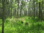 swamp-marsh-nature-louisiana-354116.jpg