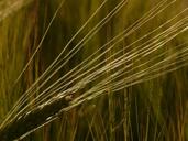 barley-field-barley-cereals-grain-8231.jpg