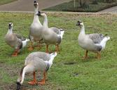 geese-domestic-swan-eating-feeding-656855.jpg