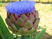 artichoke-flower-vegetable-1291014.jpg