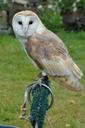 barn-owl-owl-bird-falconry-1208029.jpg