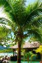 coconut-tree-palm-tropical-coconut-980374.jpg