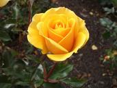 yellow-rose-flower-plant-delicate-1565996.jpg