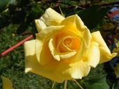 Yellow-Roses_43159-480x360_(4791449247).jpg